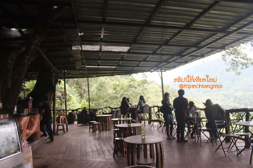 กาแฟต้นไม้ The Giant Chiangmai