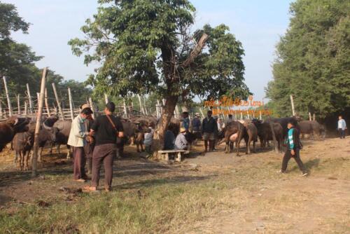 market-cow-sanpatong-30